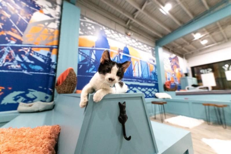 Covington's Purrfect Day Cat Cafe Sets Opening Date